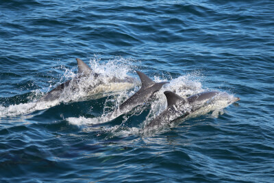 centre de la mer biarritz