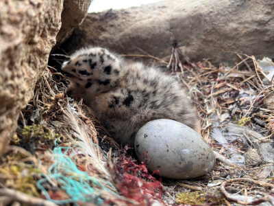 centre de la mer biarritz