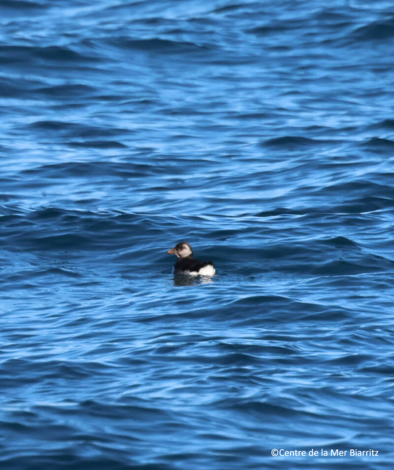 Observations de macareux !